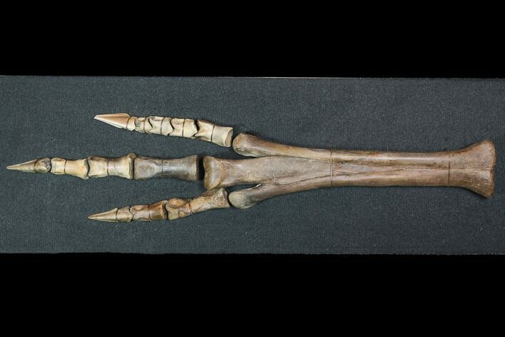 Struthiomimus Composite Foot - Two Medicine Formation #92641